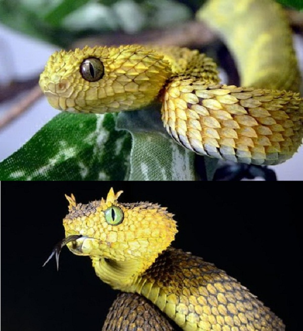 They have scales all over their bodies, which can change their body color