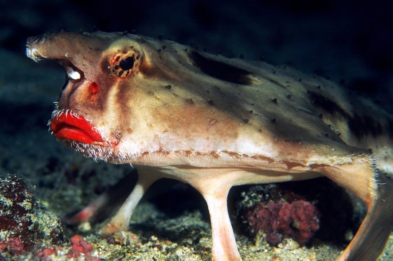 Red-lipped Batfish with distinctive pinkish-red lips