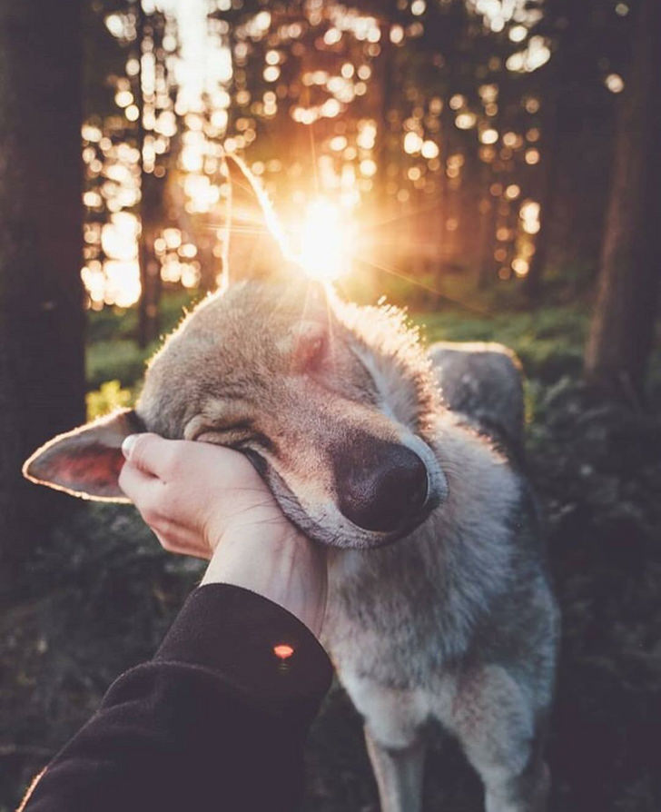 40 Photos Of Animals In Love That Can Melt Even A Frozen Heart