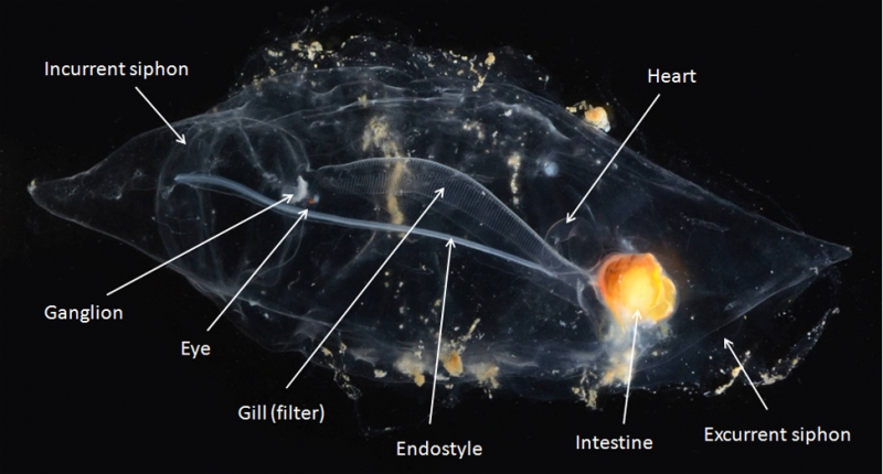 Structure of jellyfish Salpa Maxima