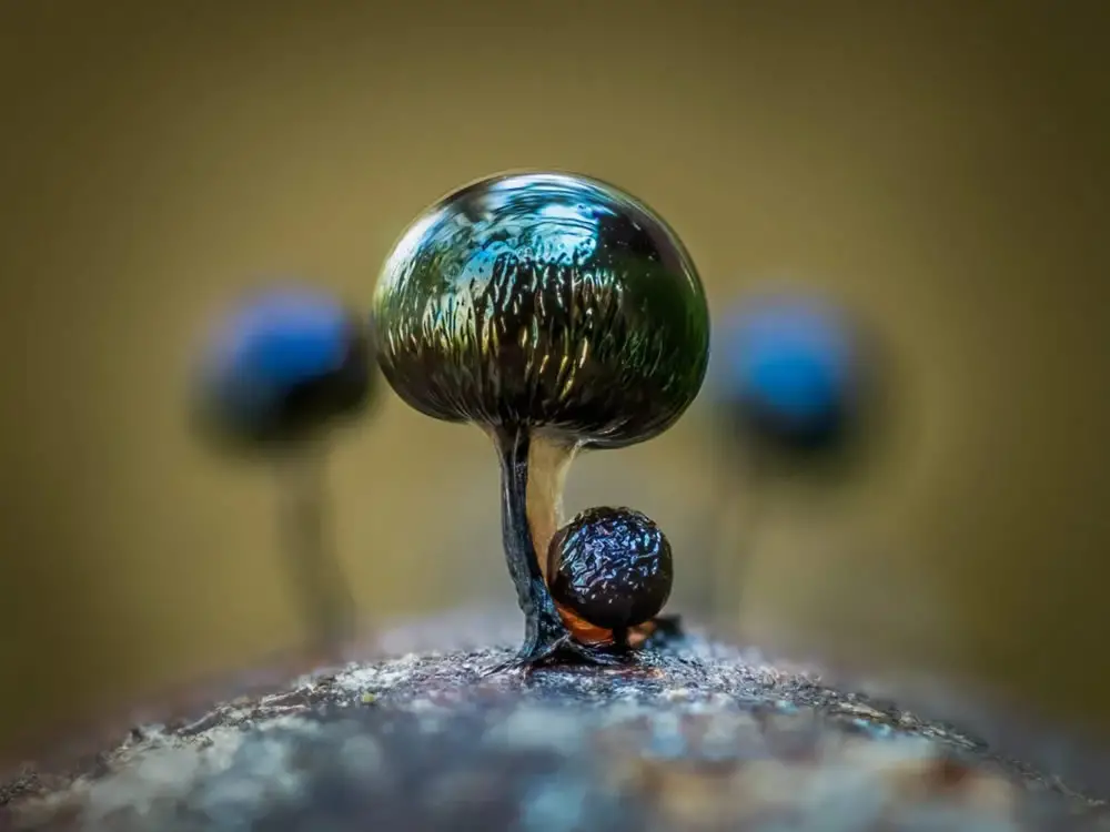 Slime Molds Macro Photography By Barry Webb