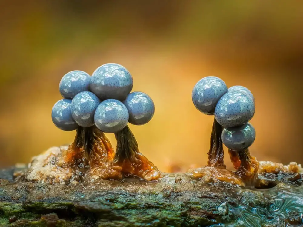 Slime Molds Macro Photography By Barry Webb