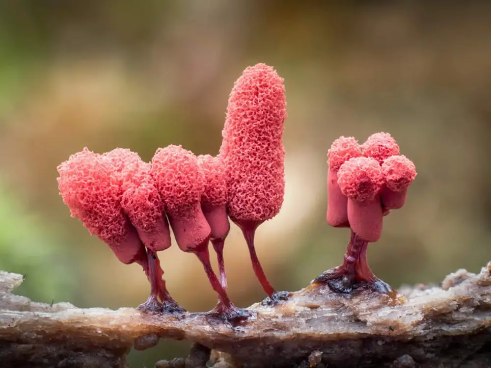 Slime Molds Macro Photography By Barry Webb