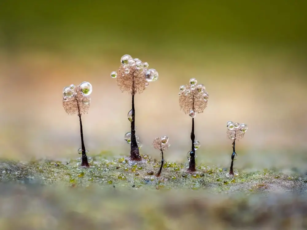 Slime Molds Macro Photography By Barry Webb