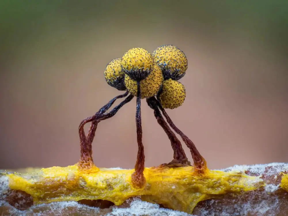 Slime Molds Macro Photography By Barry Webb