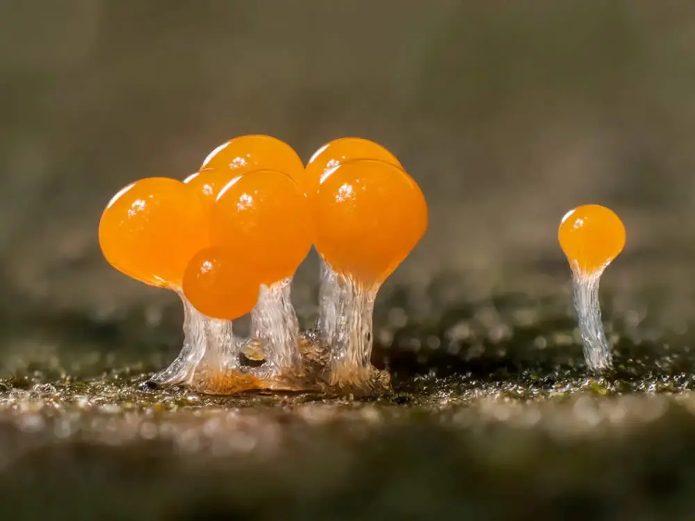 Slime Molds Macro Photography By Barry Webb