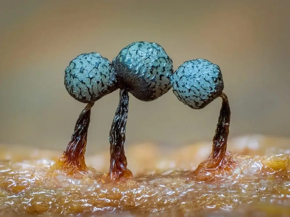 Slime Molds Macro Photography By Barry Webb