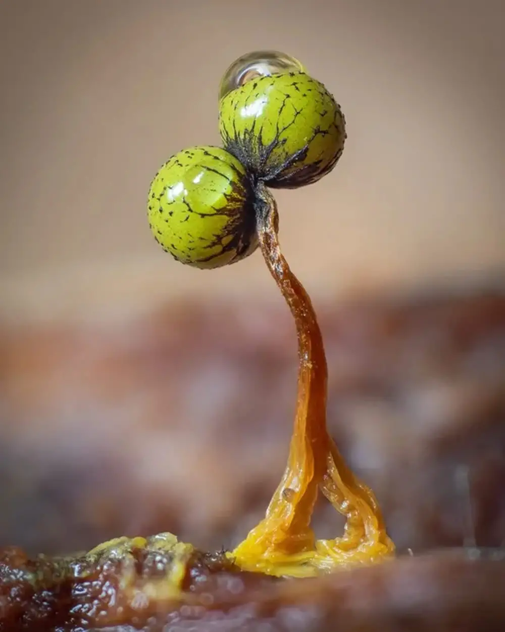 Slime Molds Macro Photography By Barry Webb