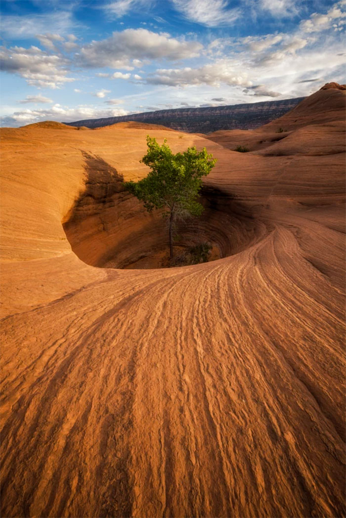 Trees That Refused To Die