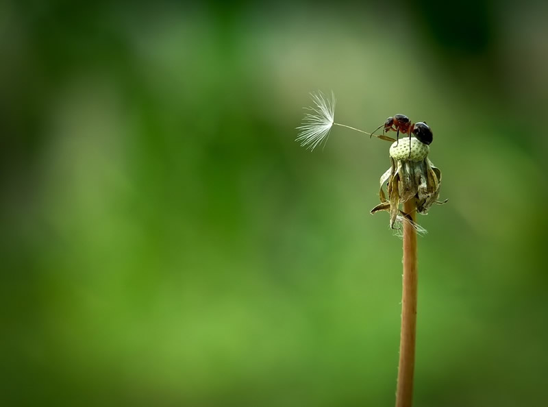 minimalist macro photography