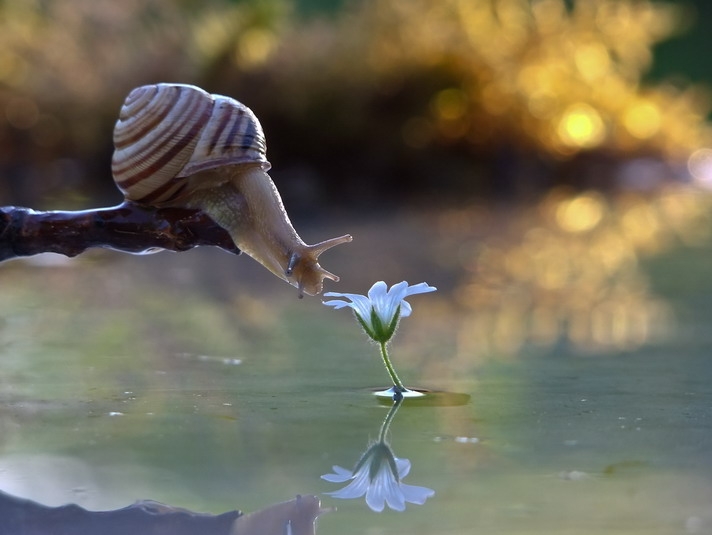 stunning macro photography