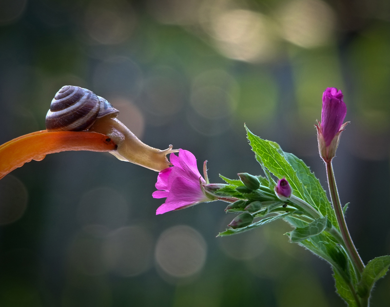 stunning macro photography