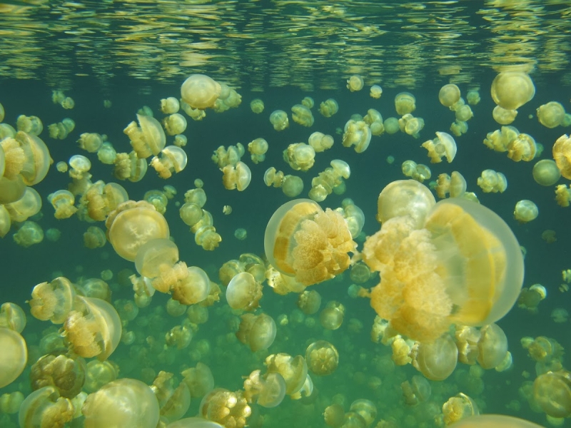 The mysterious disappearance of millions of jellyfish