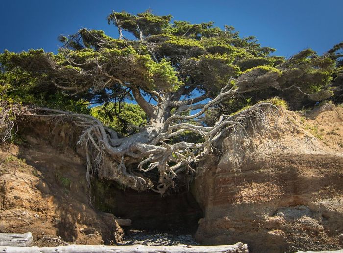 Trees That Refused To Die