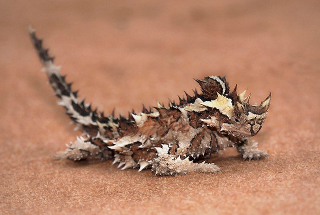 Thorny Devil Lizard