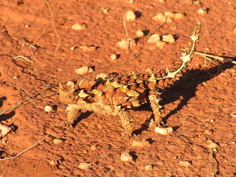 The thorns often grow on their body