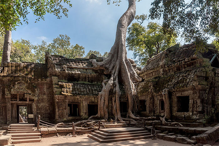 Trees That Refused To Die