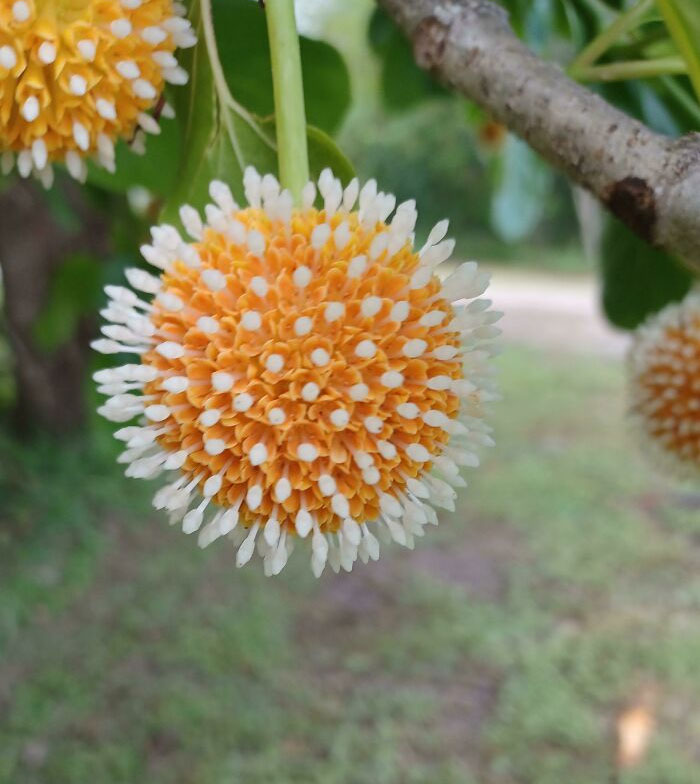 Geometrical Symmetry In Nature