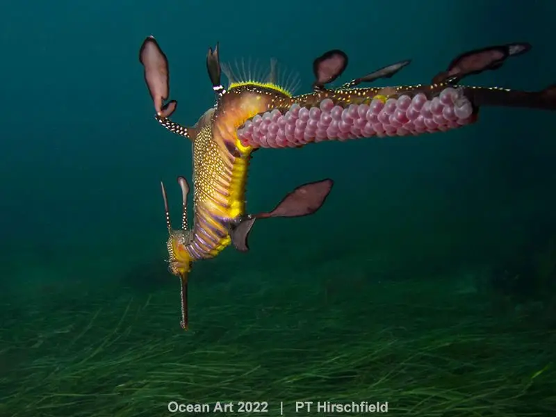 Underwater Photographer Of The Year 2022