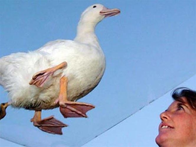 Stumpy the Four-legged Duck