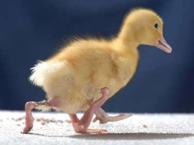 Ducks with four legs are very rare