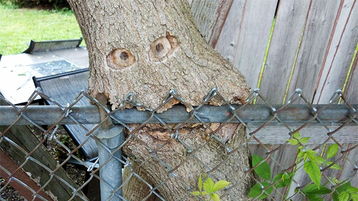 Trees That Refused To Die