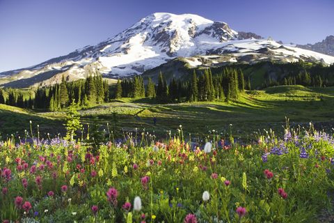 usa, washington, mt rainier national park, wildflowers and hiker