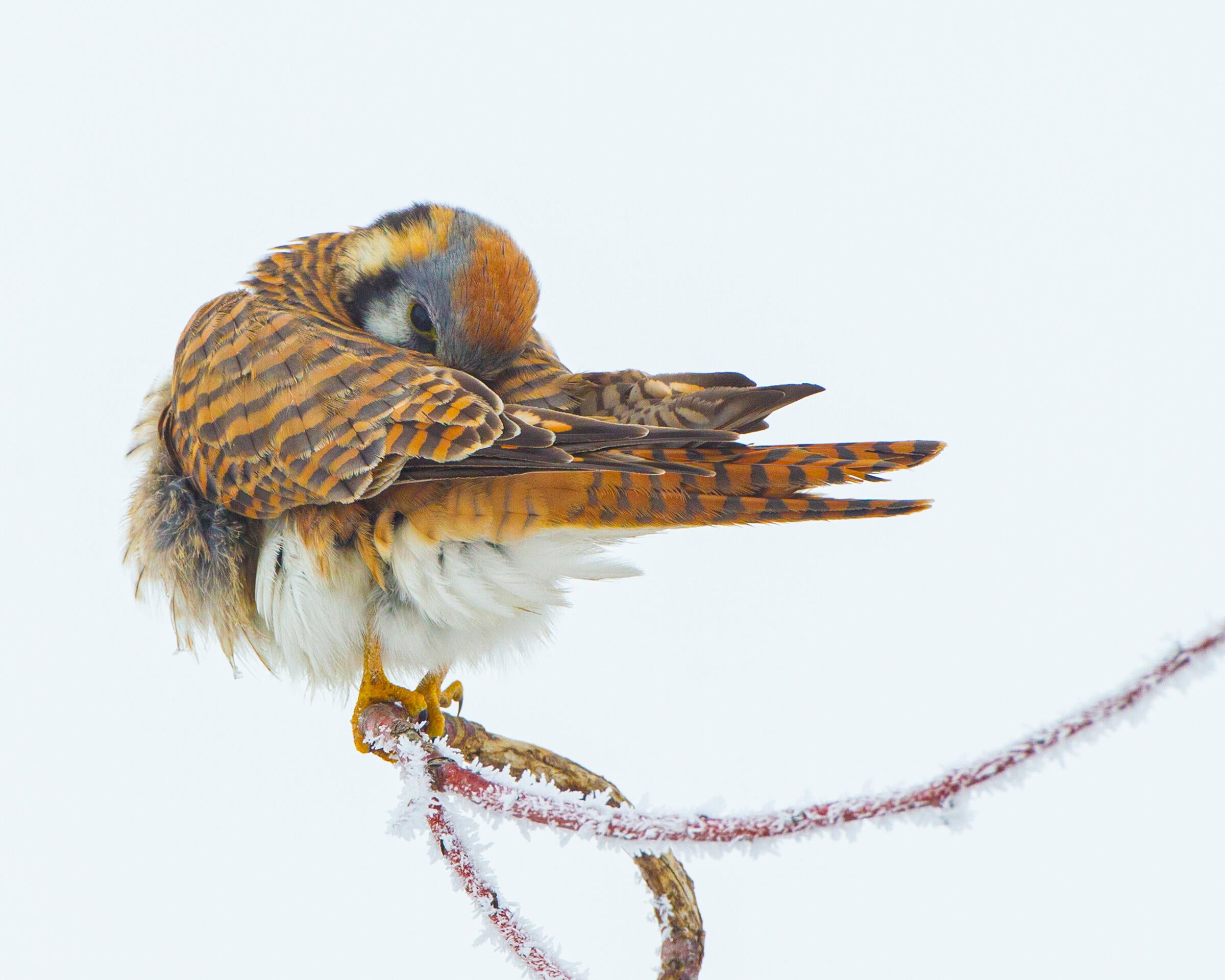 Against an empty white backdrop, a female American Kestrel sits perched on a frost-covered branch while she tucks her head backward under her wing. The bird's brown wing is striped with darker brown bars and comes to a point in the same direction as her angular tail. Her gray and black face markings are visible, but her beak is hidden.