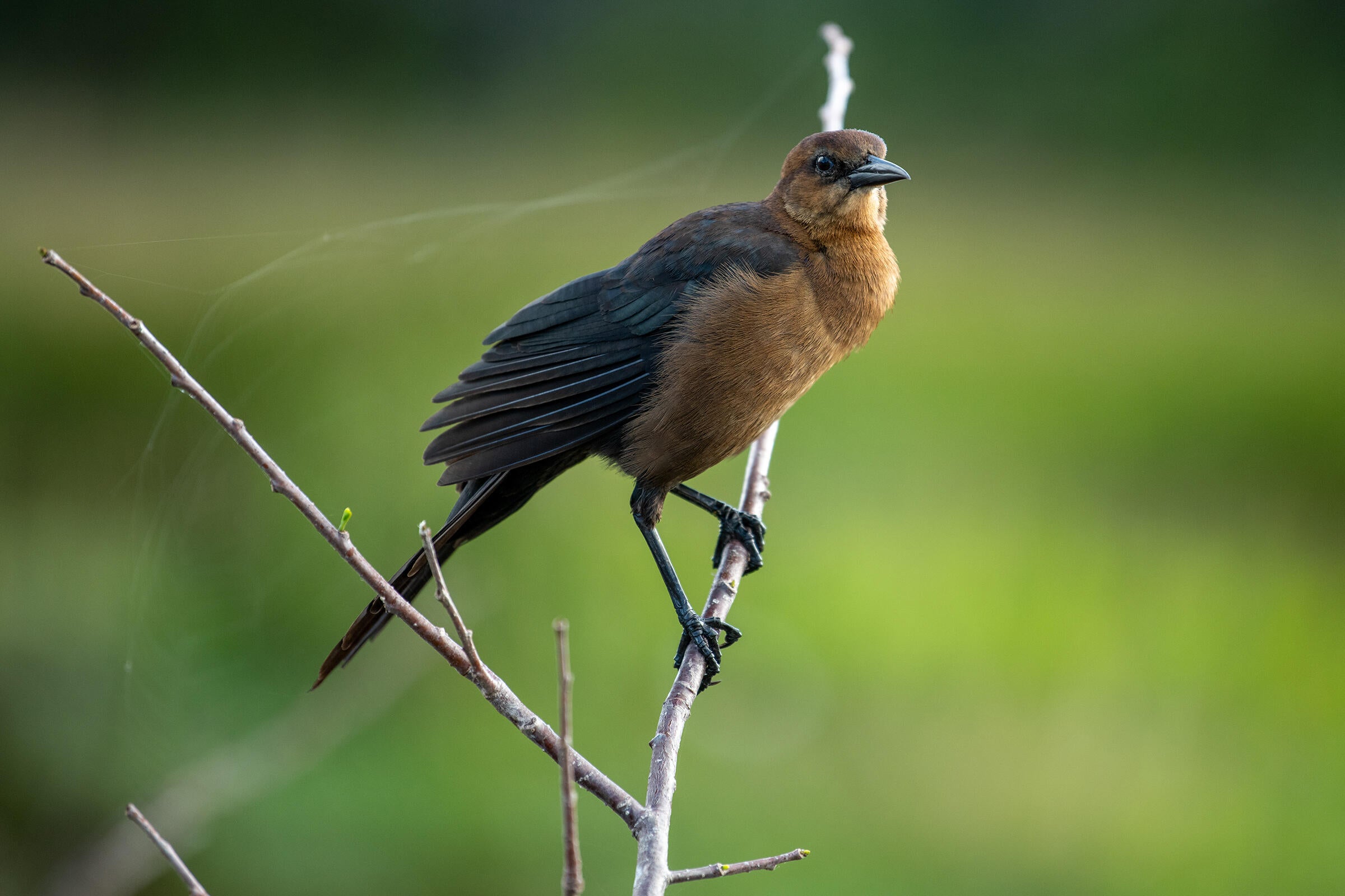 Perched on a single bare branch, a female Boat-tailed Grackle poses as if she's about to spring from the branch, her black legs bent slightly akimbo. The bird's light-brown breast and head contrast sharply with the chocolate back, tail, and wing feathers that are slightly splayed out. 