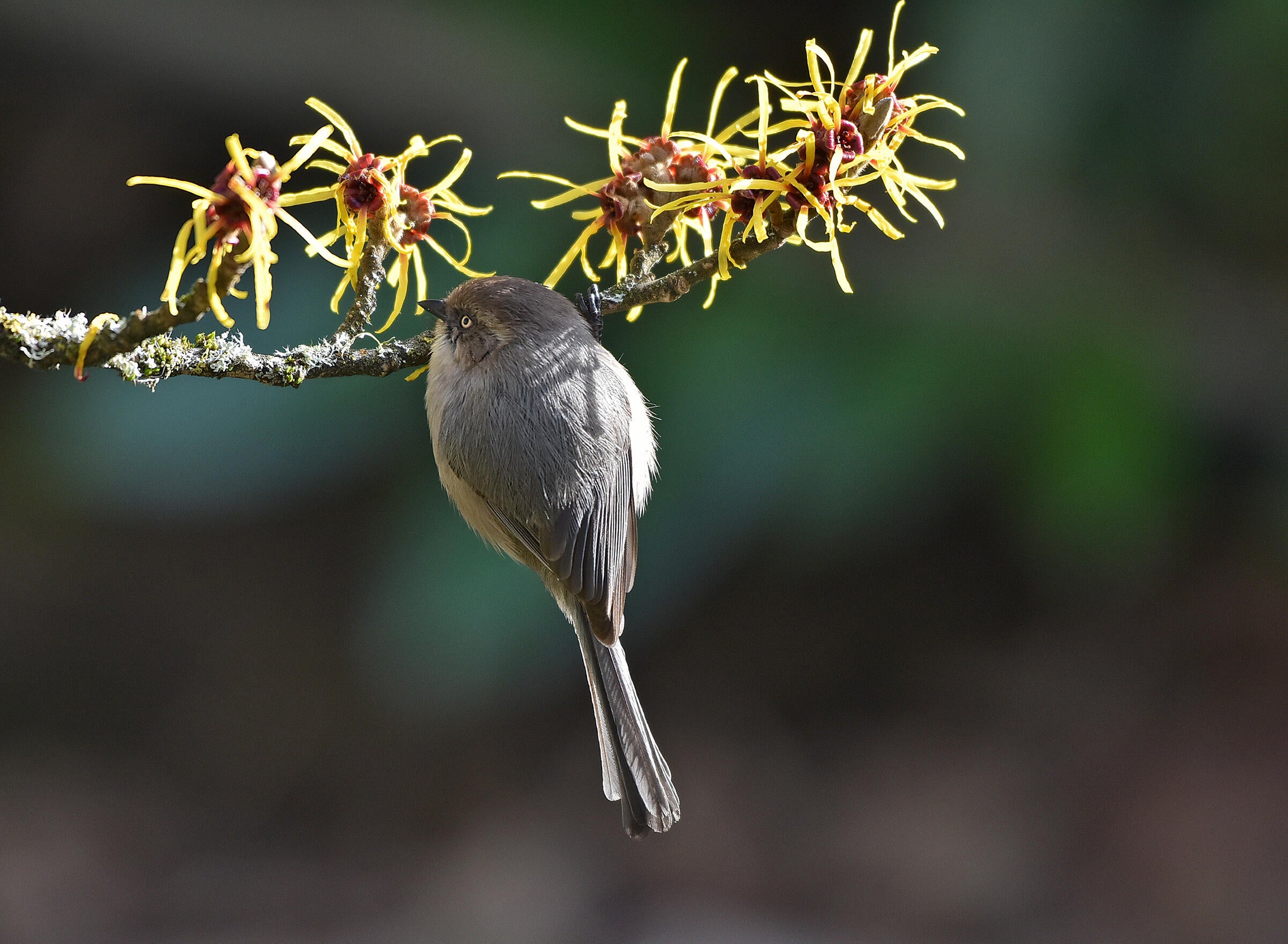 Hanging from a single twig adorned with moss and green shoots, a teensy gray Bushtit holds tight to the branch with its black feet while looking to its left, staring into the distance with its faint yellow eye.