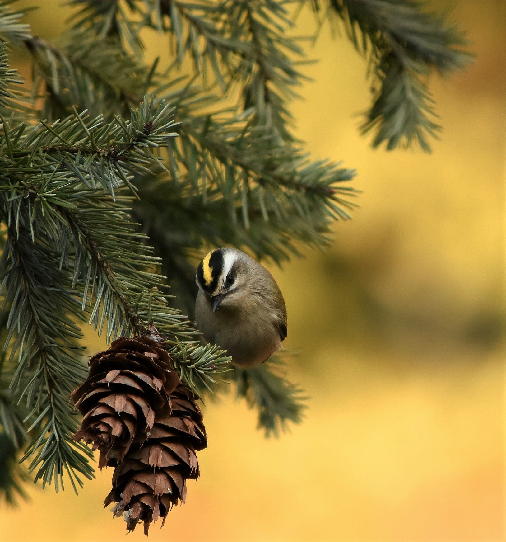 Daintily perched upon the tip of a green spruce bough, a Golden-crowned Kinglet curiously inspects two brown pinecones. With its head cocked to the side, the splendid female shows off her white eye line and the shock of yellow across her crown for which this species is named.. 