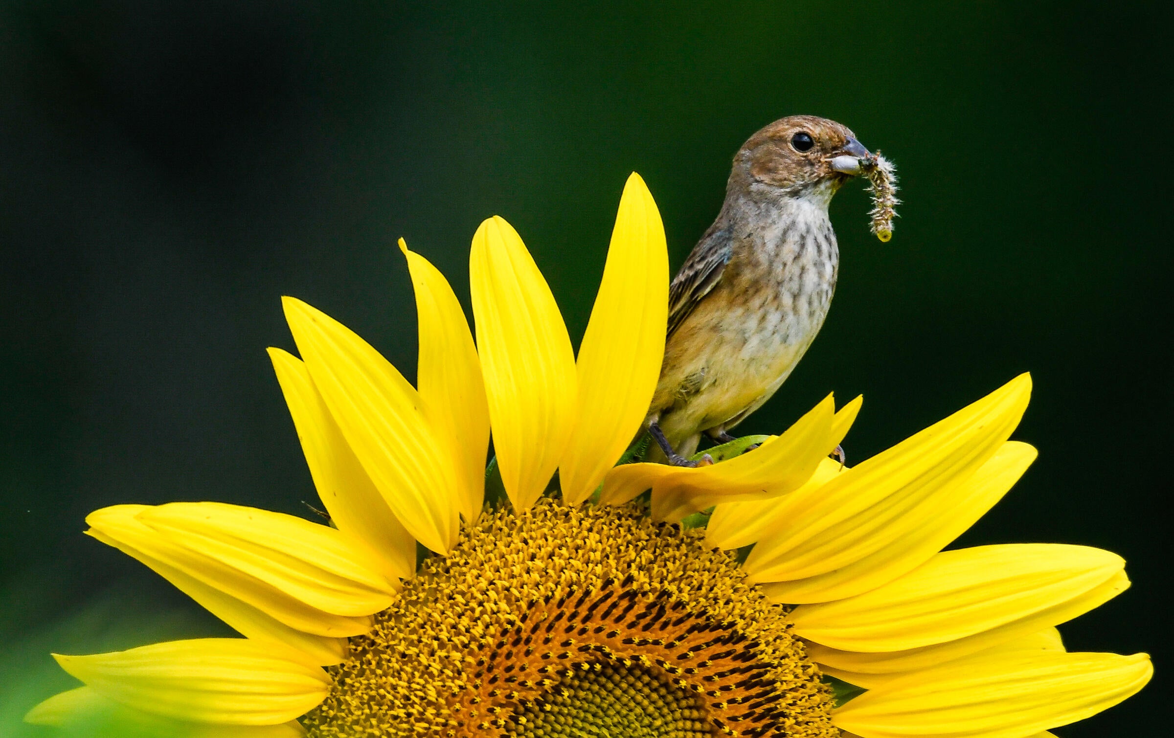 A female Indigo Bunting sits amid the petals of a bright yellow sunflower while holding a small caterpillar in its beak. On the bird's shoulder, the faintest trace of blue gives the bird's identity away.