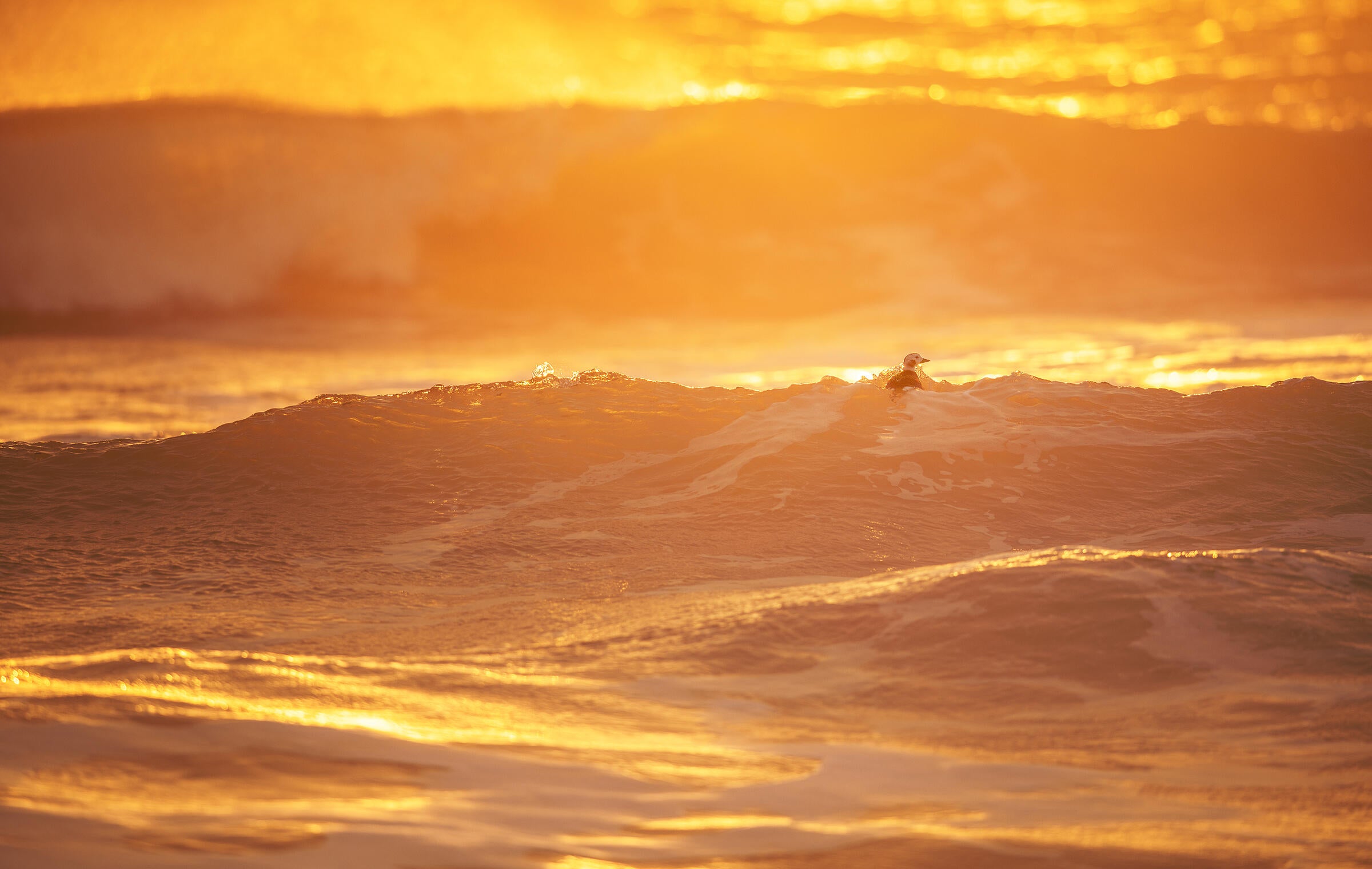 As golden morning sunlight illuminates rolling waves, a lone female Long-tailed Duck rides a swell in the distance. The bird's contrasting dark plumage and white face mimic the patterns and hues in the surrounding waters. 