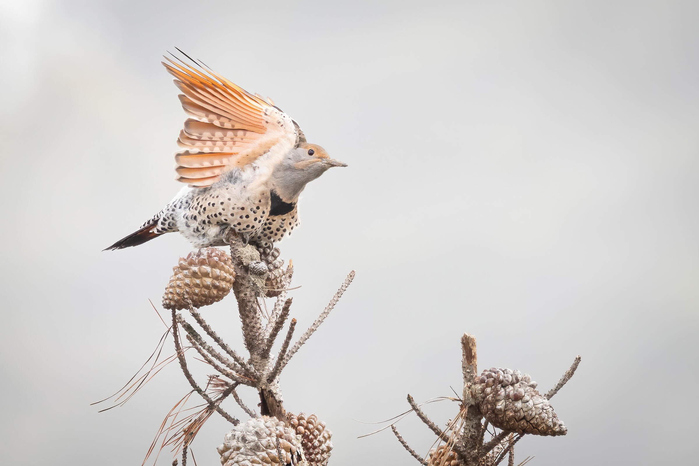 A creamy-gray female Northern Flicker, sporting the species' signature black belly spots and a light hint of yellow on its underwings, balances atop a spruce's top branch. The texture of the branch and the pinecones also in the frame mirror the pattern on the bird's breast.