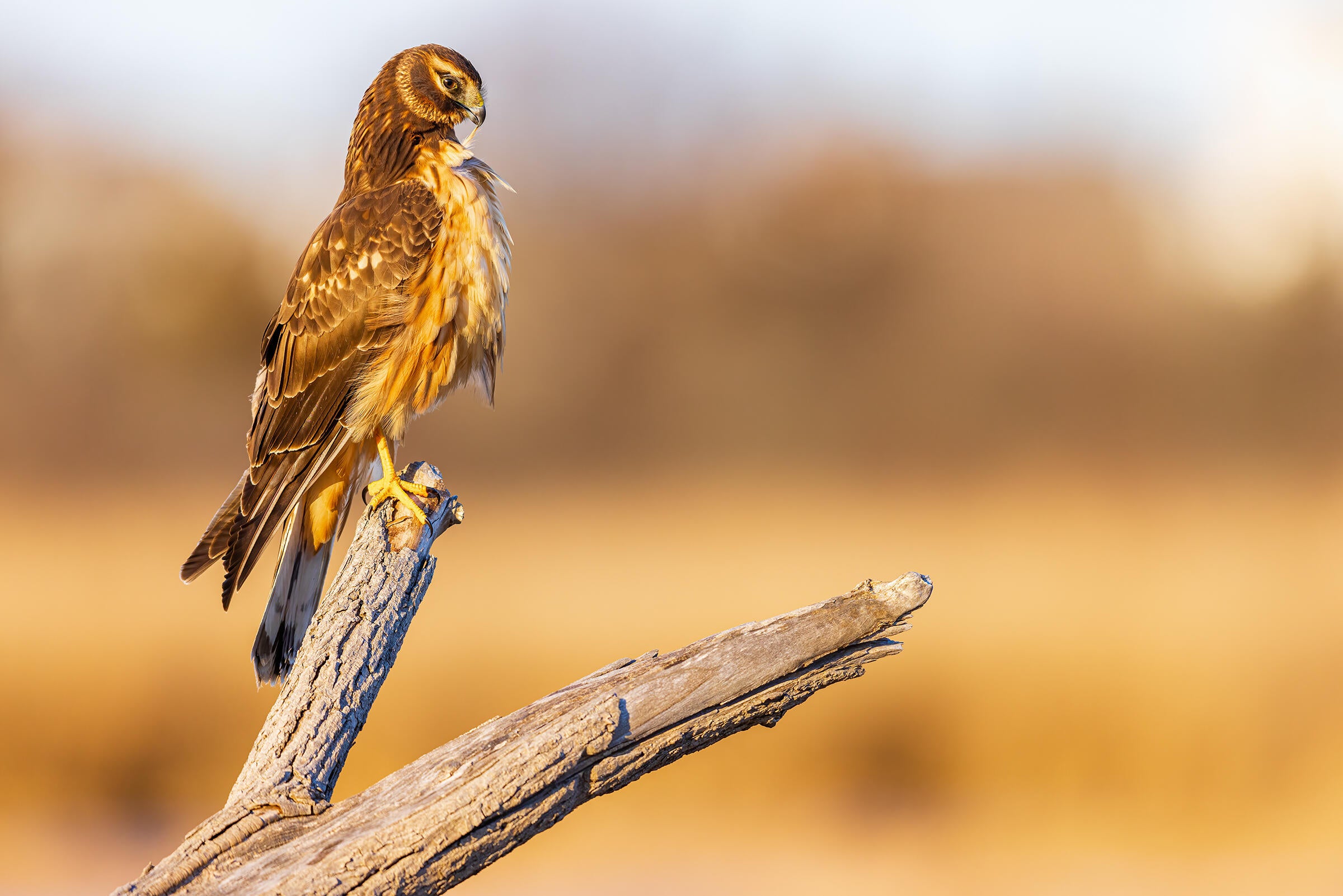 Stoically perched on a large snag, a female Northern Harrier preens a single white breast feather. The birds dark-brown back and head plumage contrast sharply with the golden field shown blurry in the background.