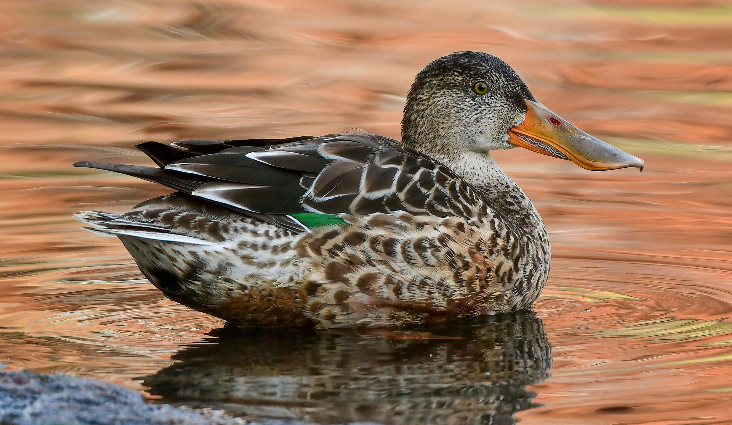 Sporting a mottled mix of various browns and tan feathers, a female Norther Shoveler stands on the water's edge with its feel fully submerged. Peaking out from the bird's signature oversized are the serrations it used for dabbling. On the wing, a bit of vibrant green flashes in juxtaposition to the bird's neutral plumage.