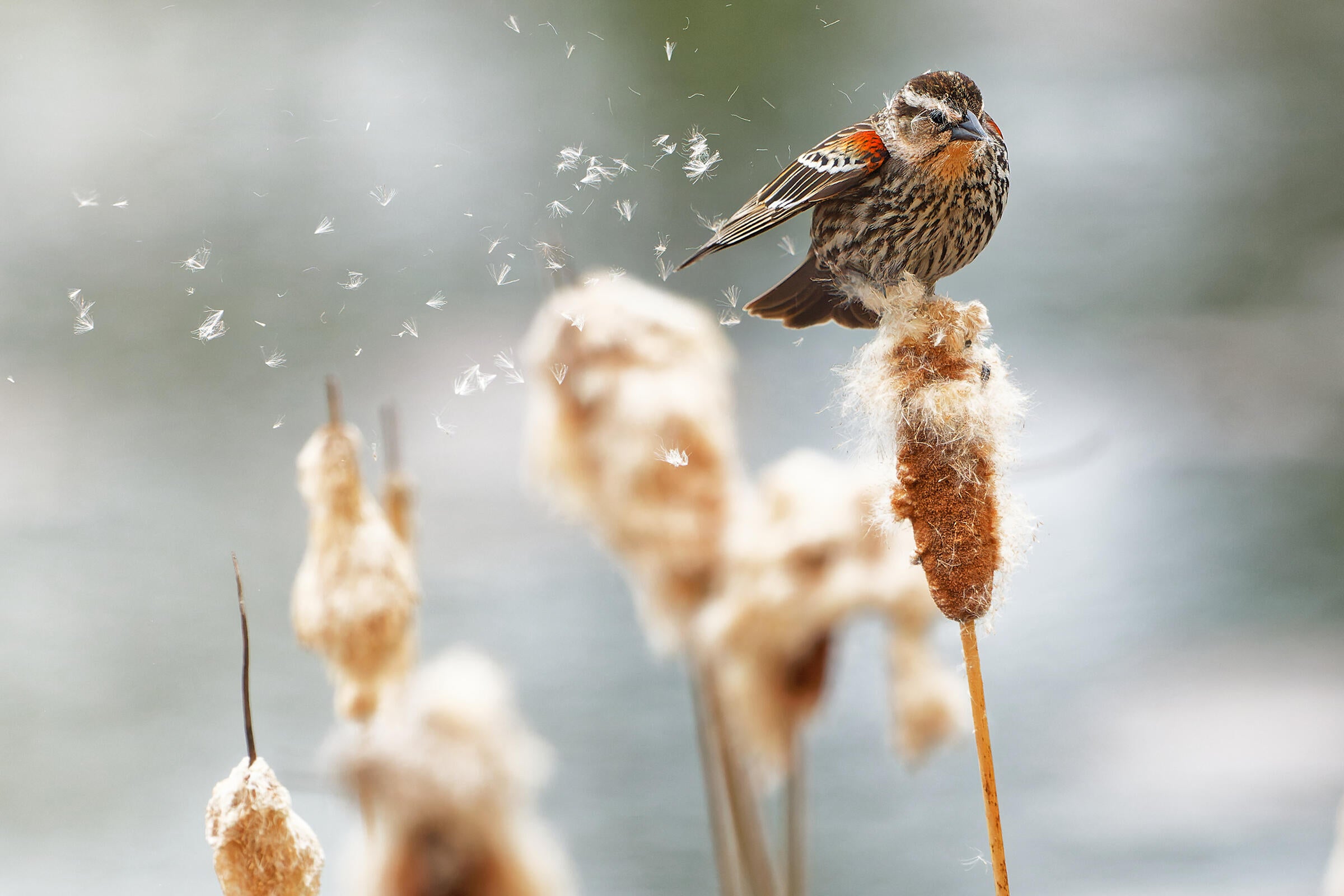 As puffs of cattails float in the air, a heavily stripes and steak female cowbird sits atop one exploding cattail stalk, it's right wing slightly splayed out. On the bird's shoulders and nick, a shock of crimson pops against the birds brown plumage, giving aways its namesake name. 