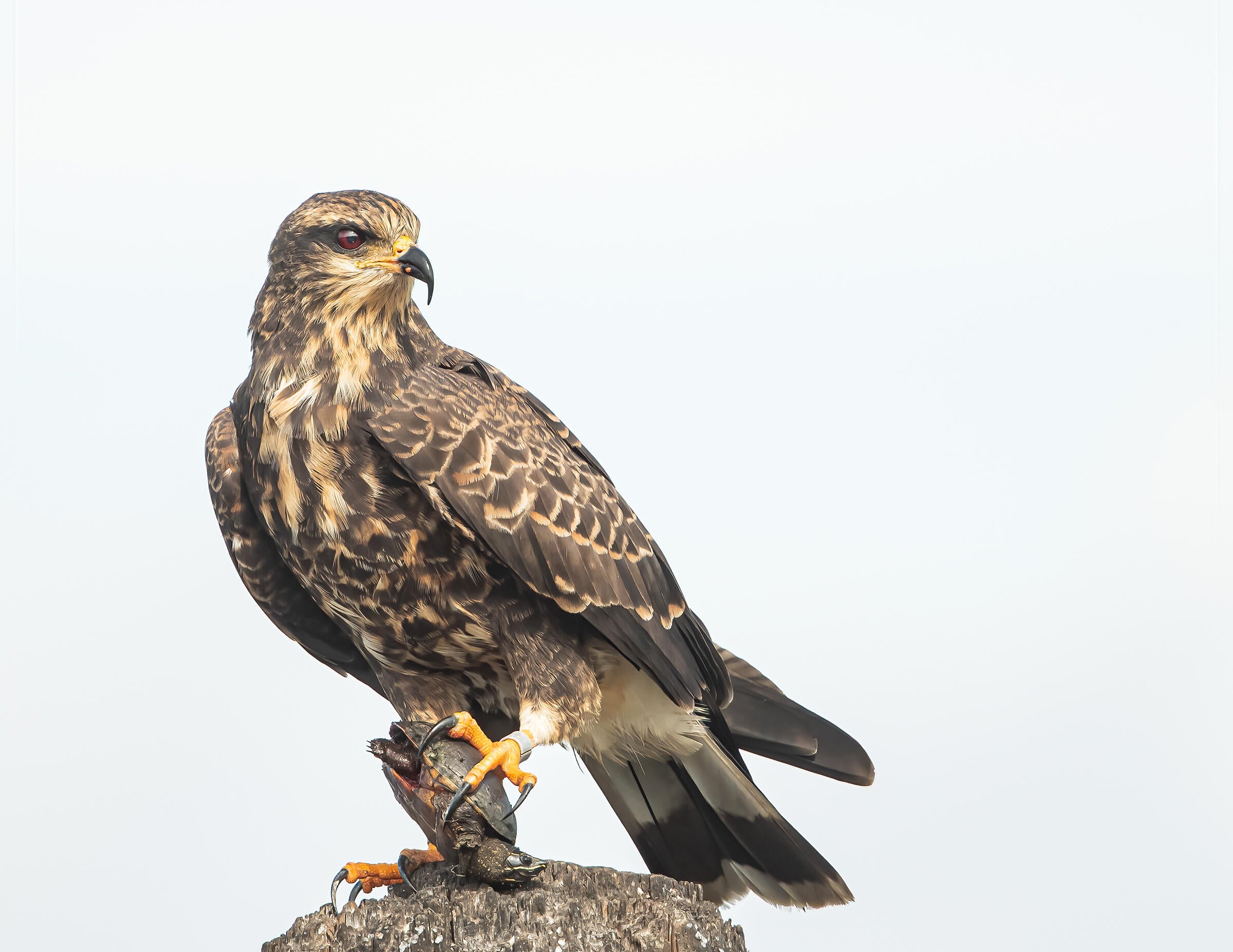 Perched atop a pier pylon, a regal brown-and-tan female Snail Kite looks to its left and stares off in the distance with its piercing red eye. Clenched in the bird's bright yellow talon is a turtle soon to become a meal. 