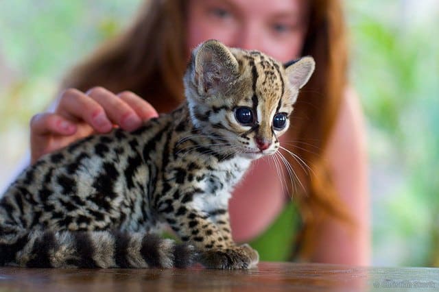 Tiny Baby Animals