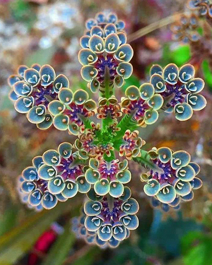 Geometrical Symmetry In Nature