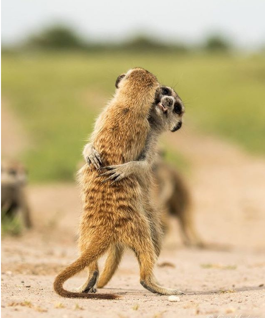 40 Photos Of Animals In Love That Can Melt Even A Frozen Heart