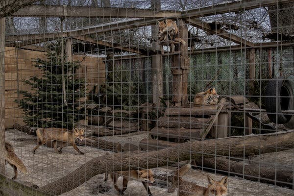 Half a dozen foxes strut about a large pen that is outfitted with logs and trees. One fox lounges on a wooden perch. 