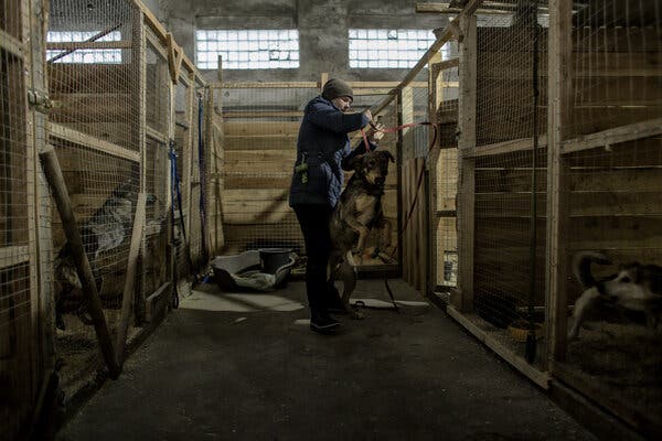 A worker at the animal shelter wearing a cold-weather coat and hat attends to a dog that is standing on its hind legs with the help of a leash.