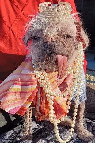 UK's ugliest dog - Peggy