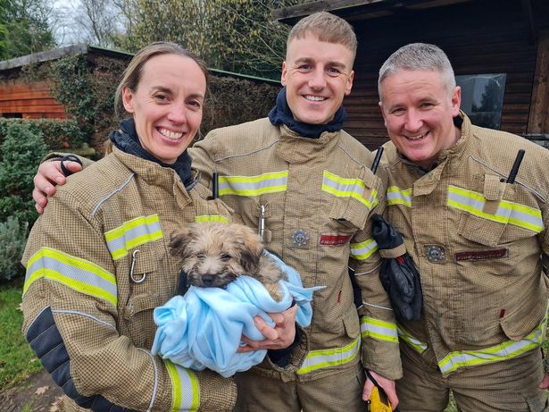 little puppy saved by firefighters in Worcester.