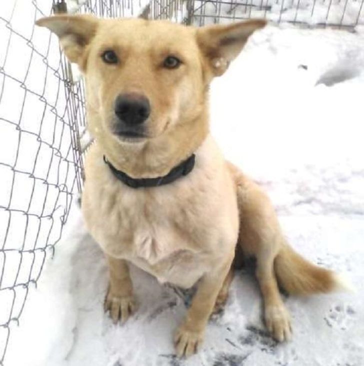 Meet Snowbelle, a Hero Mama of the Animal World That Lived in a Snow Drift With 6 Puppies