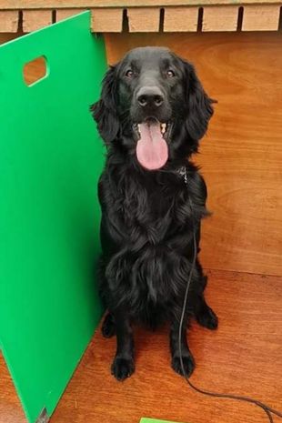 Beth Ponsford, 27, from Somerset, trained her heroic assistance dog Falcon to sniff out her low blood sugar levels