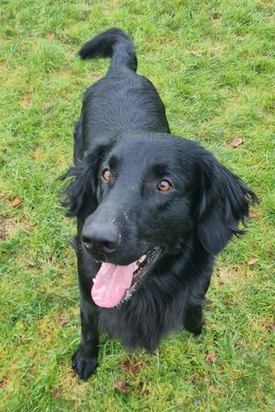 Beth Ponsford, 27, from Somerset, trained her heroic assistance dog Falcon to sniff out her low blood sugar levels