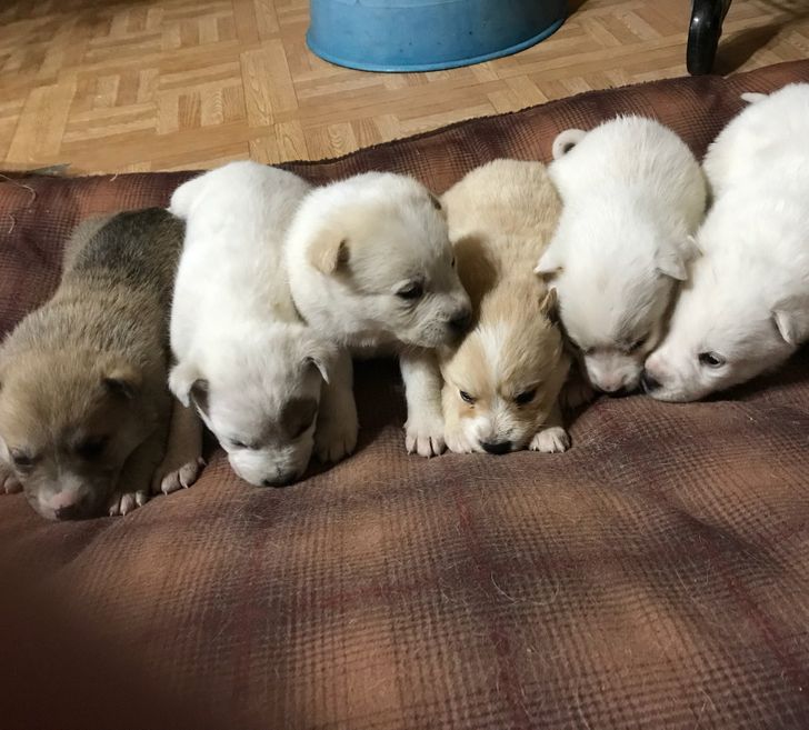 Meet Snowbelle, a Hero Mama of the Animal World That Lived in a Snow Drift With 6 Puppies