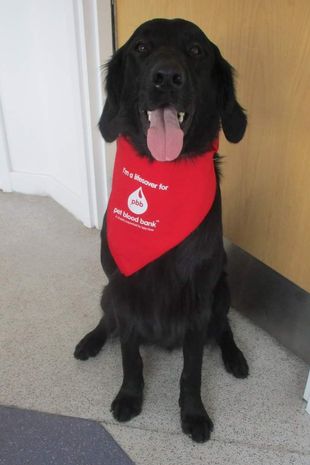 Beth Ponsford, 27, from Somerset, trained her heroic assistance dog Falcon to sniff out her low blood sugar levels